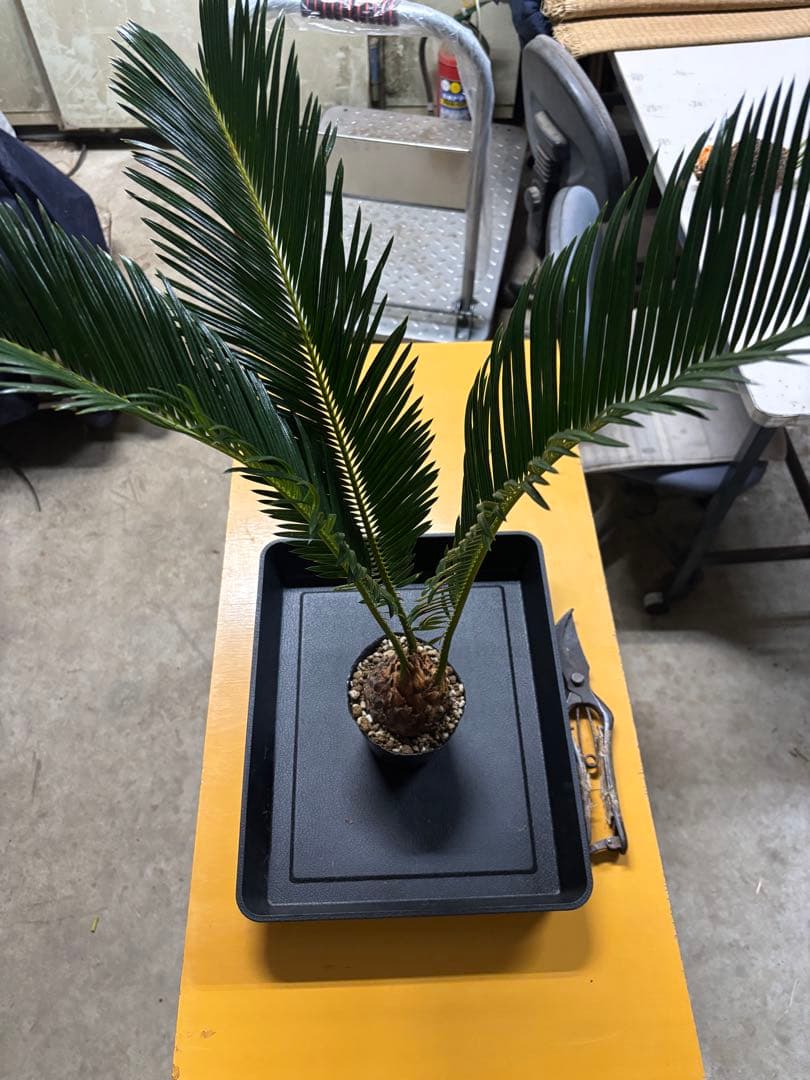 【特選個体】【初売り最終】ソテツ子株　観葉植物　ドライガーデン　南国風