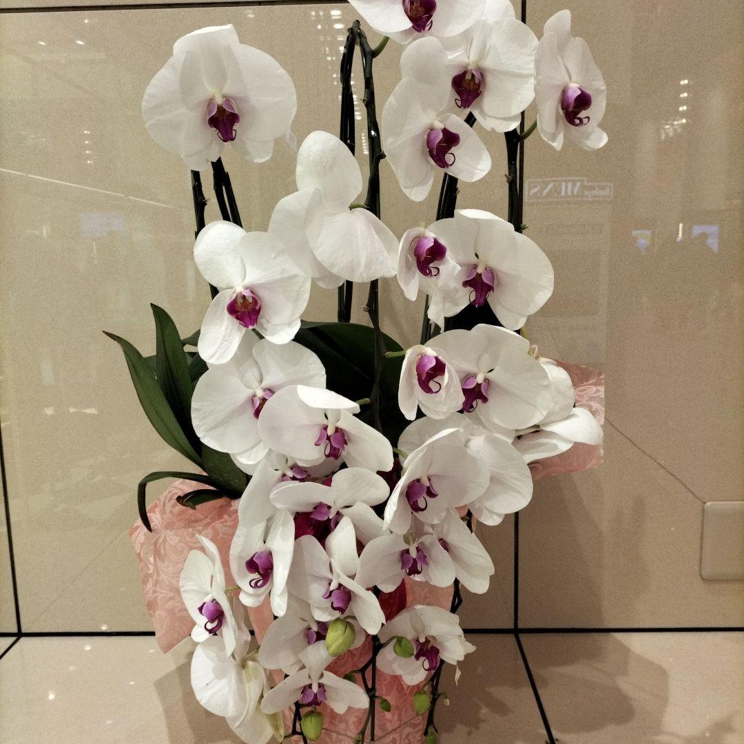 胡蝶蘭　苗　大輪赤紫色リップ　特大株３株