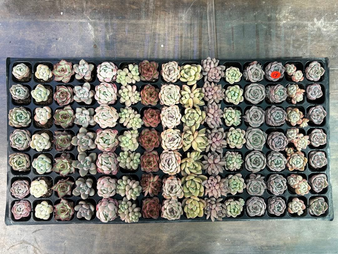 多肉植物 プラグ苗 セル苗 15種類 105個 セット ⑲ エケベリア 韓国苗