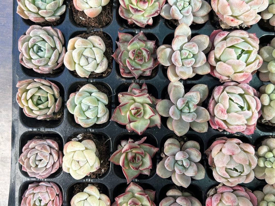 多肉植物 プラグ苗 セル苗 15種類 105個 セット ⑲ エケベリア 韓国苗