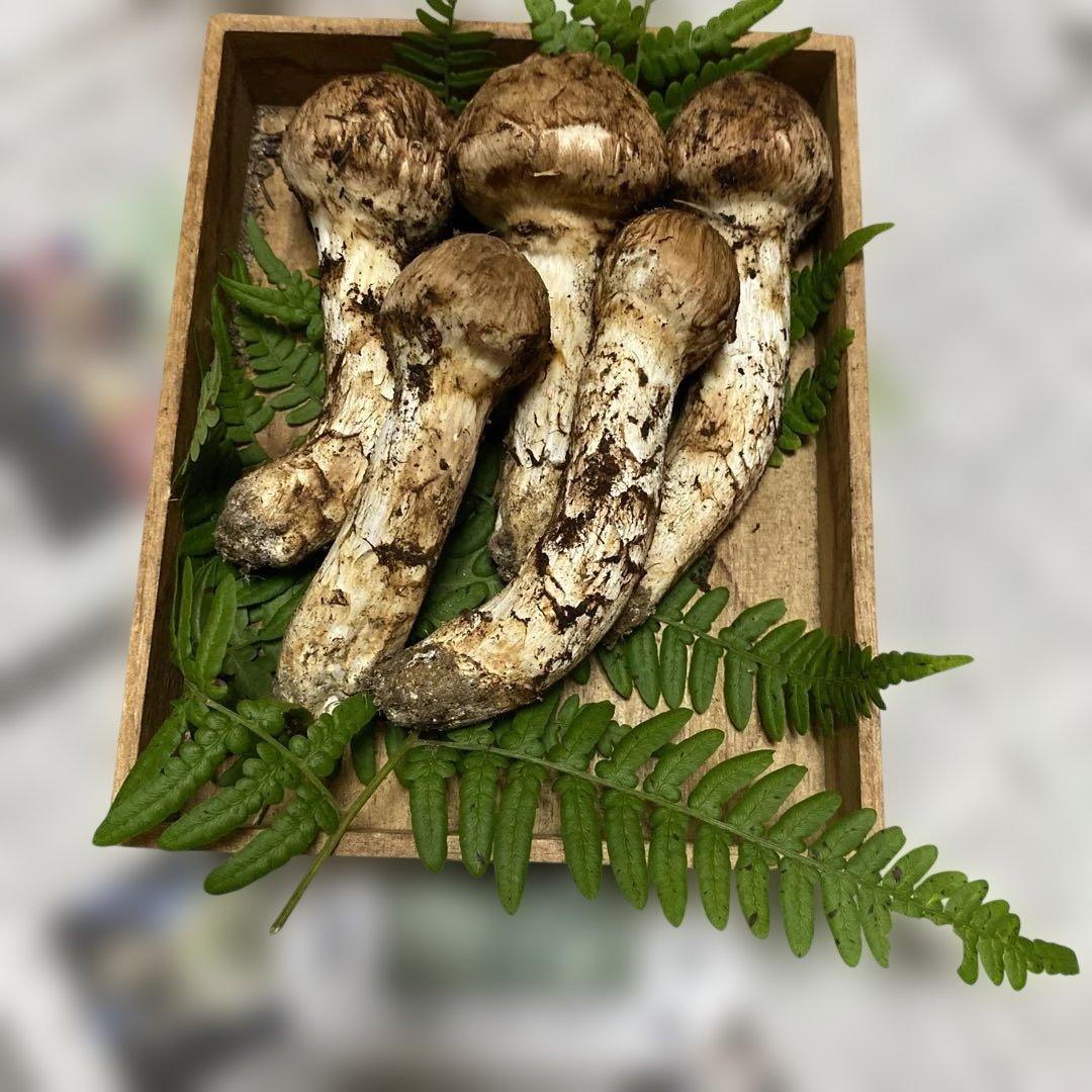 タカ＆ヨシ 南信州豊丘産 松茸225ｇ つぼみ