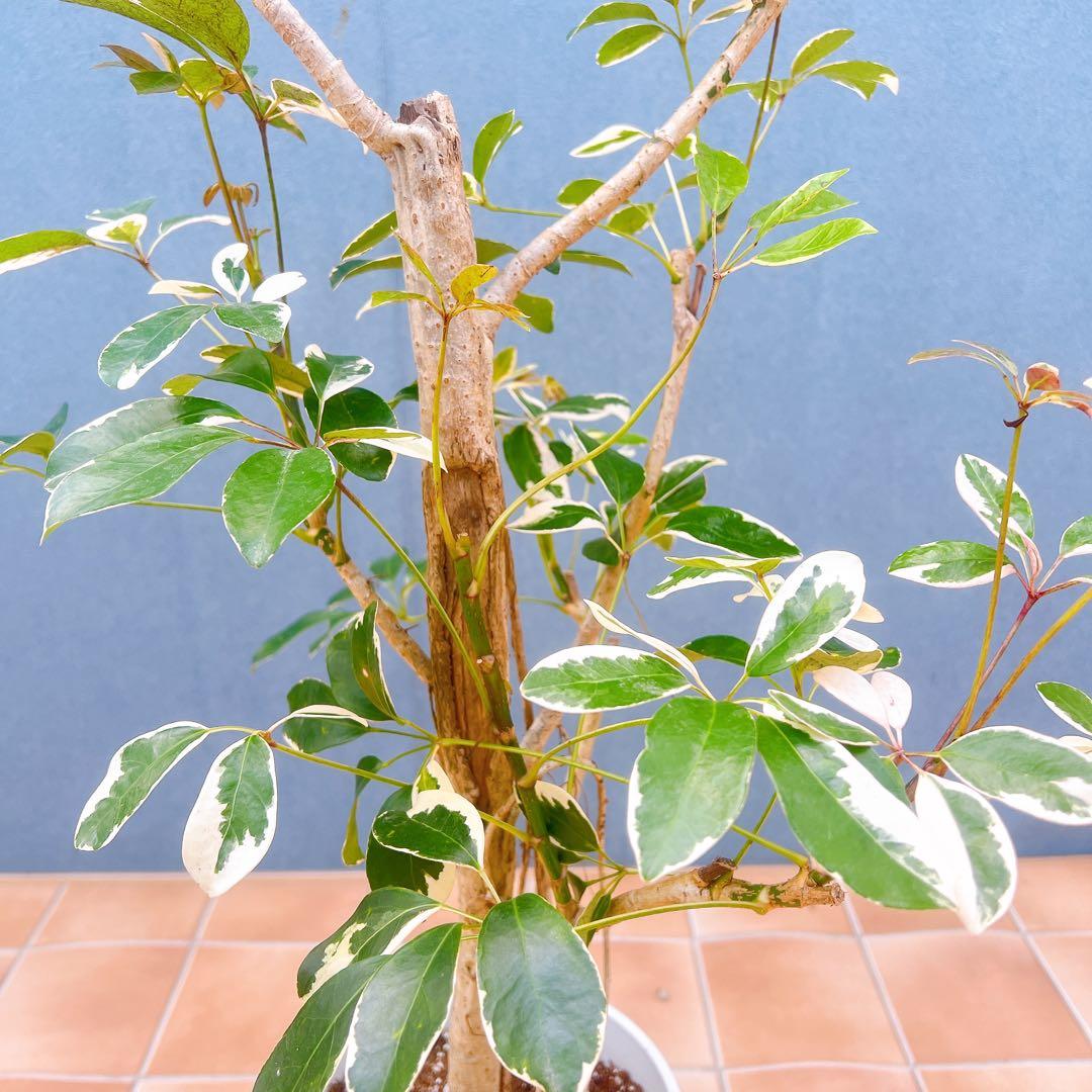 現品　シェフレラ　斑入り　白斑　62番　観葉植物　インテリアグリーン