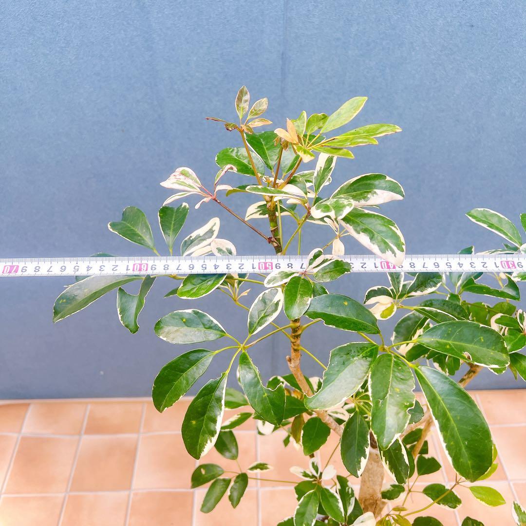 現品　シェフレラ　斑入り　白斑　62番　観葉植物　インテリアグリーン