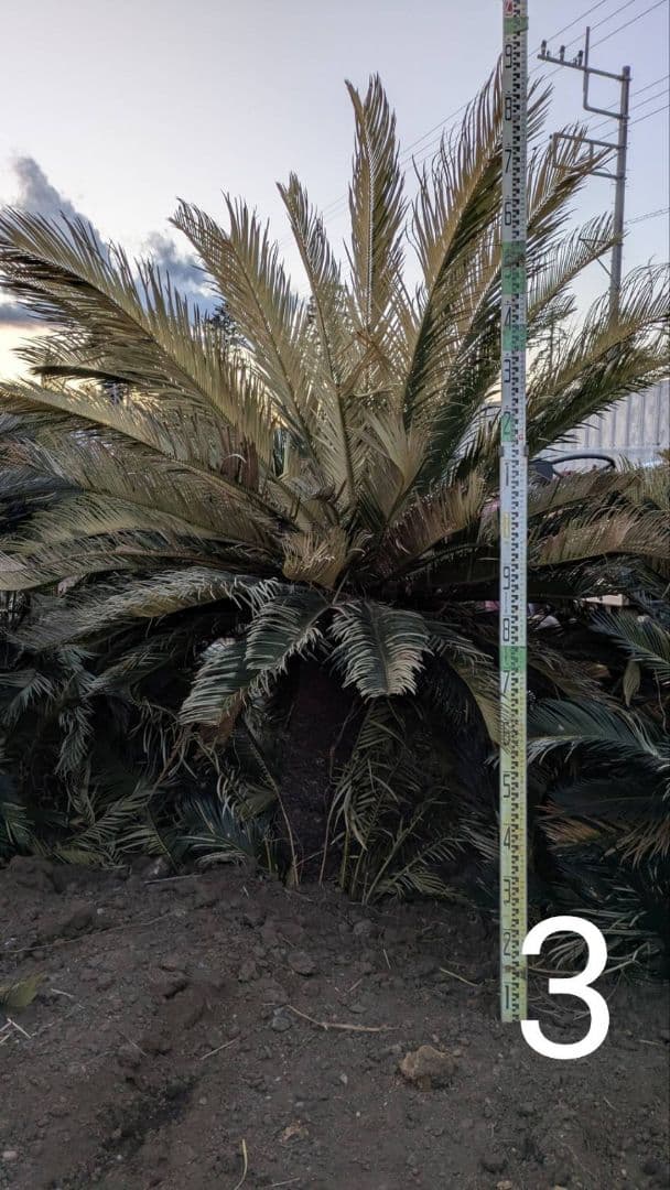 大きめのソテツ 観葉植物ソテツ　ディクソニア　ワシントンヤシ　ココスヤシ
