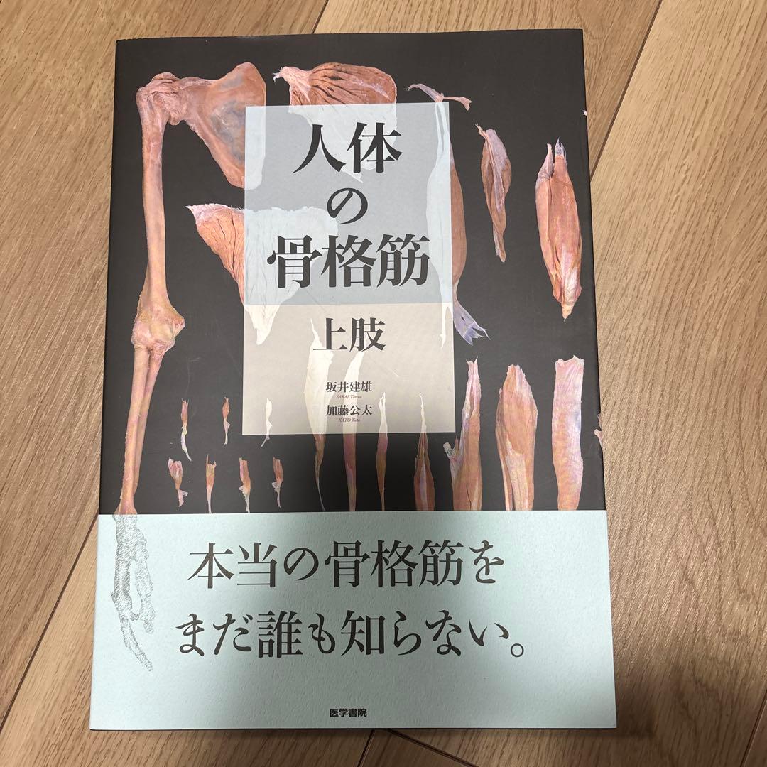 人体の骨格筋 上肢　裁断済み