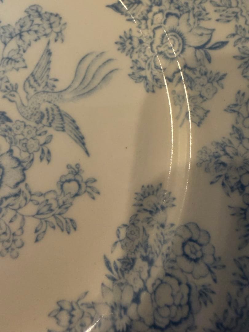アジアティックフェザンツ17.5cm 2枚セット（ブルー）