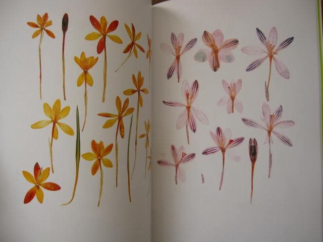 Nick Knight　Flora