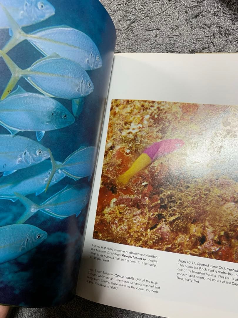 洋書 The Great Barrier Reef by Allan Power