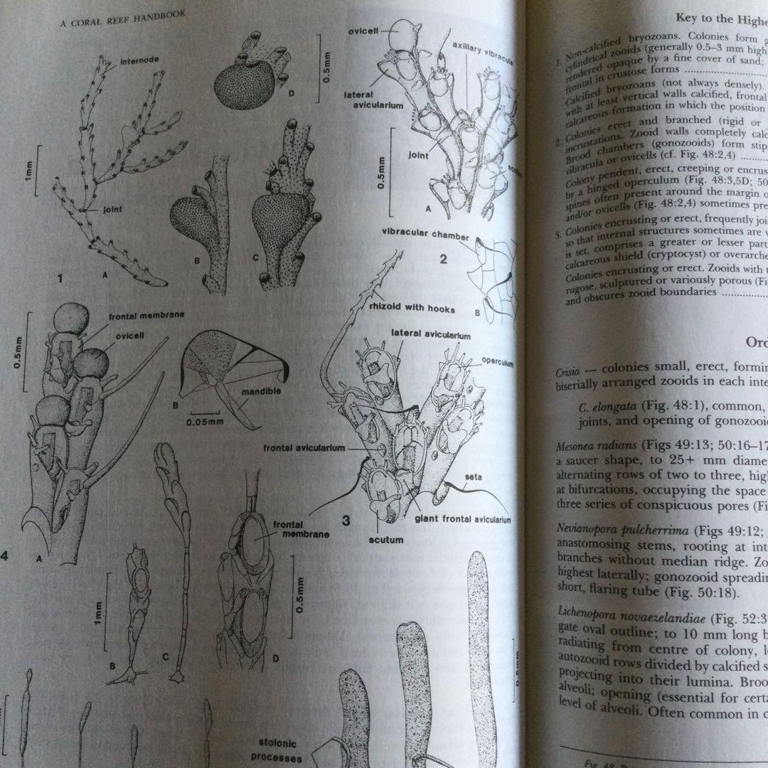 コーラルリーフ　珊瑚礁　生物　洋書　専門書　貝　魚　サンゴ　グレートバリアリーフ