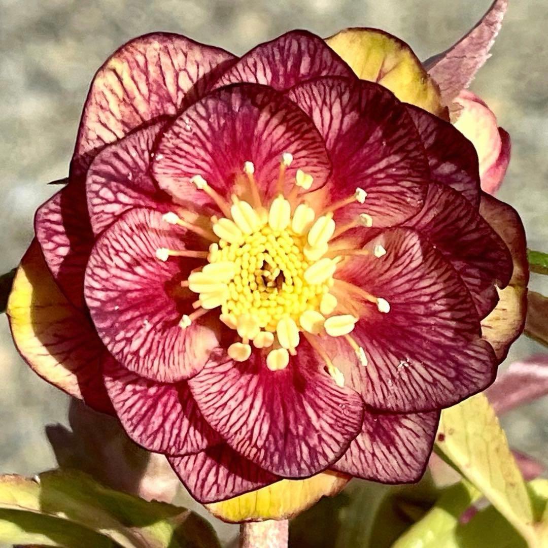 906☘️1年間管理株☘️⭐️hercegovinus x multifidus⭐️広瀬