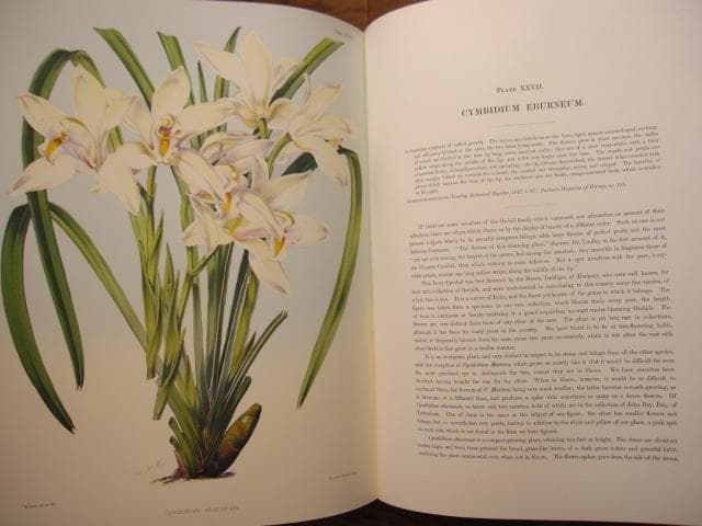 Select Orchidaceous Plants　Robert Warner