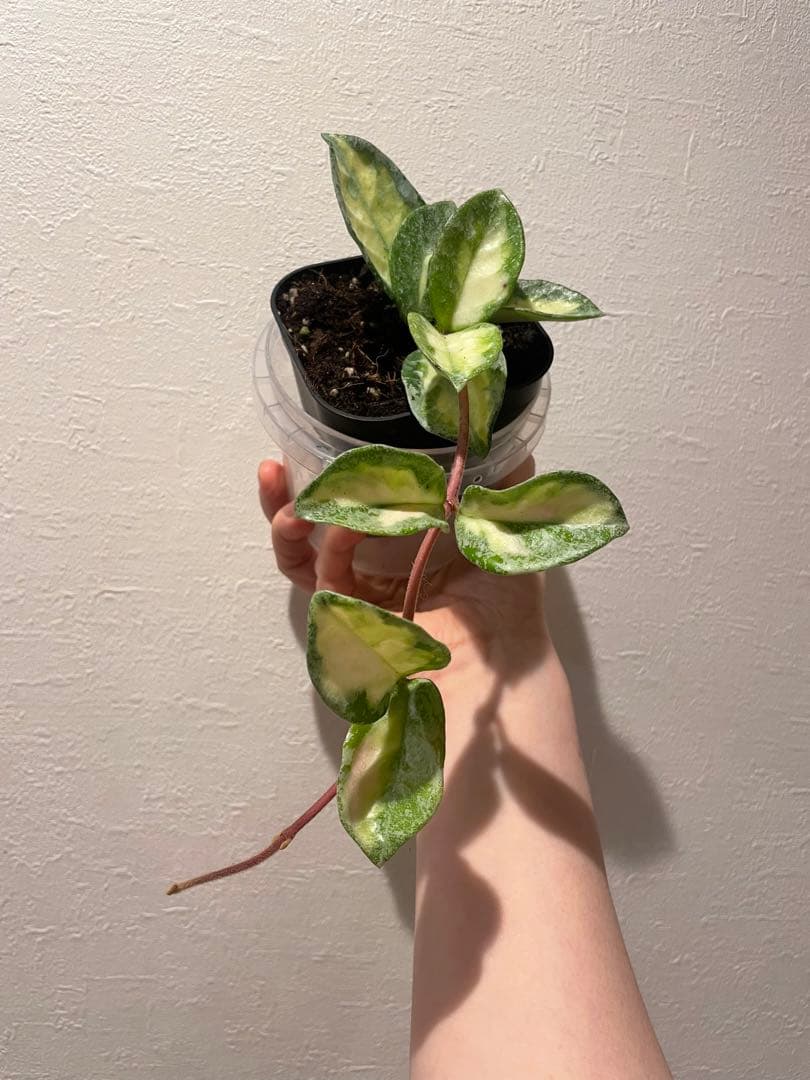 ホヤ アルゲンティア プリンセスHoya Argentea Princess