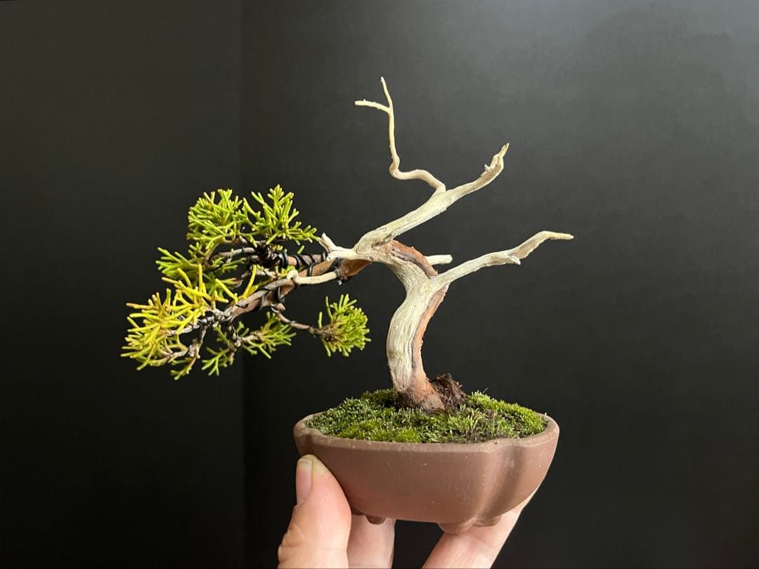 真柏盆栽　ミニ真柏　シャリ幹　ミニ盆栽　小品盆栽　樹高9.5cm 飾り物
