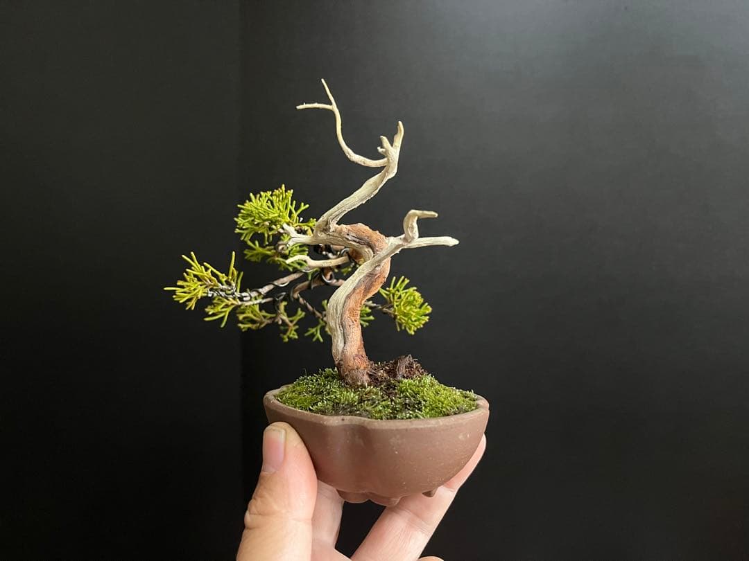 真柏盆栽　ミニ真柏　シャリ幹　ミニ盆栽　小品盆栽　樹高9.5cm 飾り物