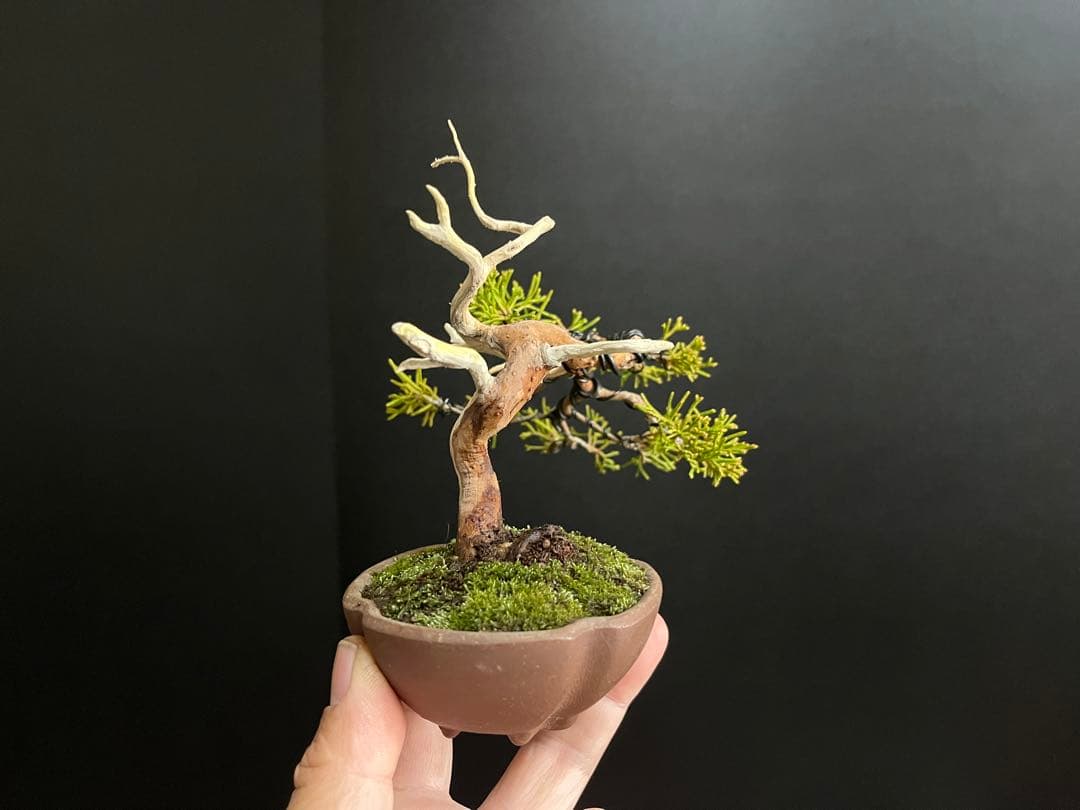 真柏盆栽　ミニ真柏　シャリ幹　ミニ盆栽　小品盆栽　樹高9.5cm 飾り物